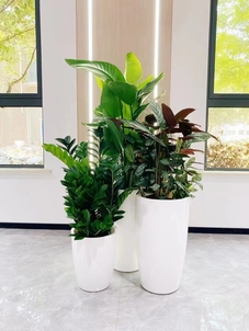 宁波海曙花木租赁哪家好